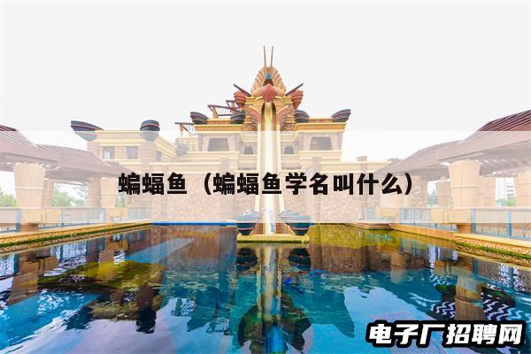 蝙蝠鱼(蝙蝠鱼学名叫什么)